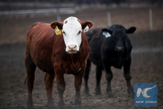 Picture taken on May 2, 2018 shows cattle raised by Bill Pellett, a farmer in the U.S. state of Iowa. (Xinhua/Wang Ying)