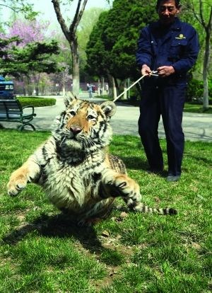 A zookeeper in Xuzhou, east China's Jiangsu province, who regularly walks a baby tiger has shocked the public in the city. (Photo source: Express News)