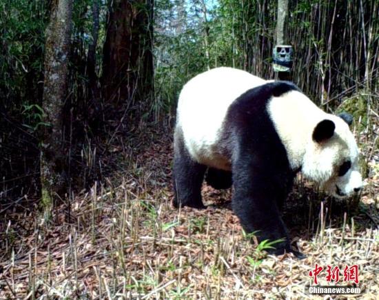 An image captured by an infrared camera shows a wild panda in a forest. (File photo: China News Service/Zhong Xin)