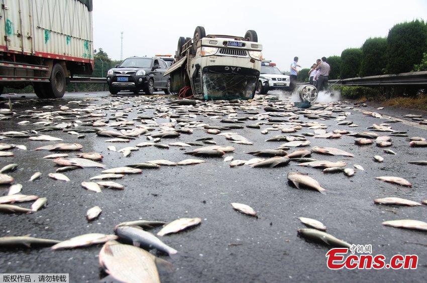 A ton of live fish clog expressway after accident(2/4) - Headlines ...