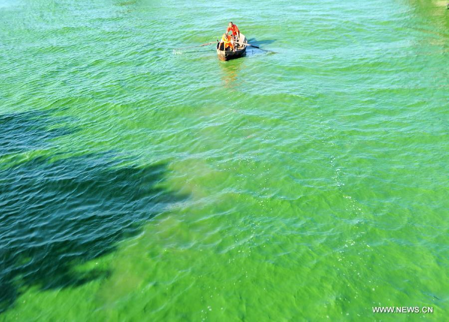 blue-green algae spreads due to warmer temperature in chaohu
