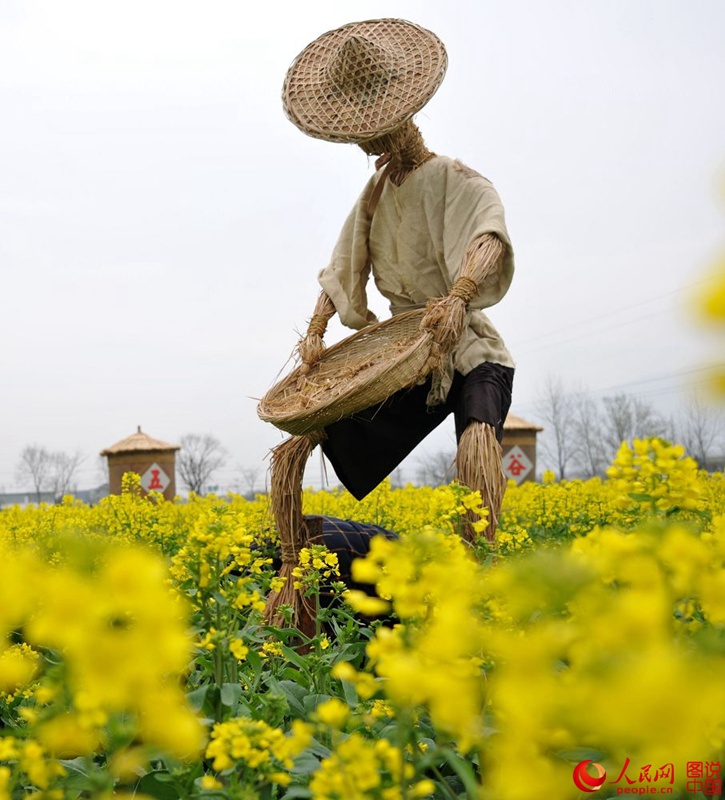 Scarecrows in E China scare birds but entertain humans(5/10)