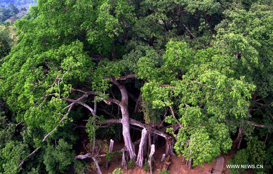Zian Tree Tourists view huge banyan trees in SW China's Yunnan