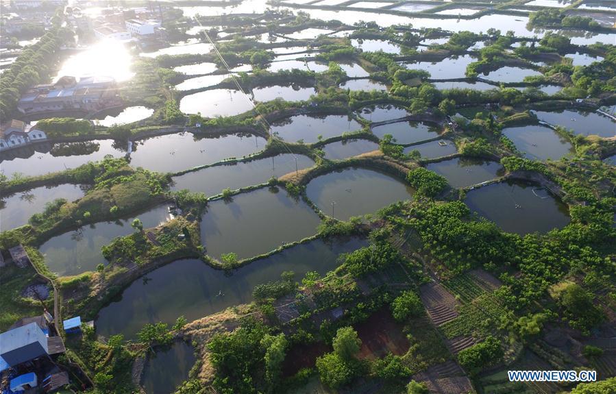 Mulberry fish ponds in E China's Zhejiang(2/4)