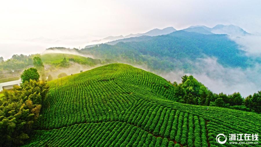 A sea of clouds washes over organic tea gardens in Zhejiang(2/4)