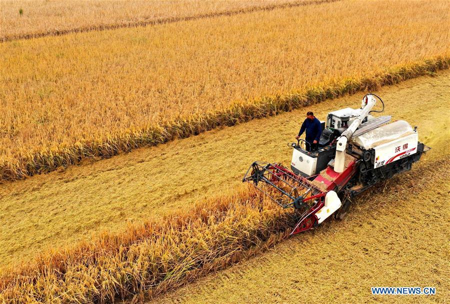 Rice enters harvest season across China