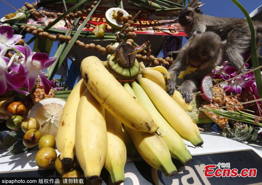 Monkey Buffet Festival celebrated in Thailand