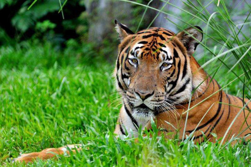 Endangered tiger DNA sent into space as backup
