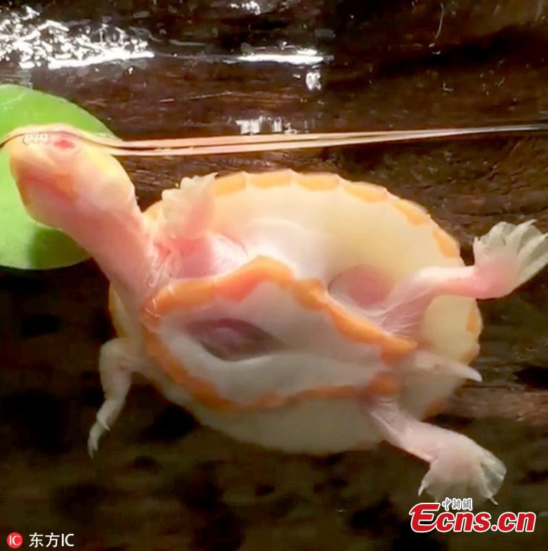 Albino turtle born with heart outside its body - Headlines, features, photo  and videos from ecns.cn|china|news|chinanews|ecns|cns