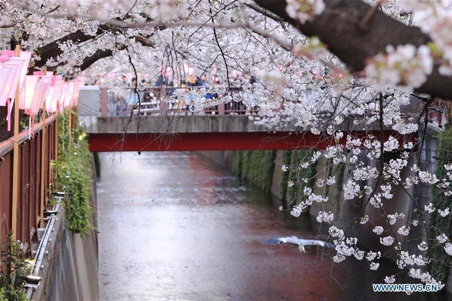 Cherry blossom on bank of Meguro river in Tokyo