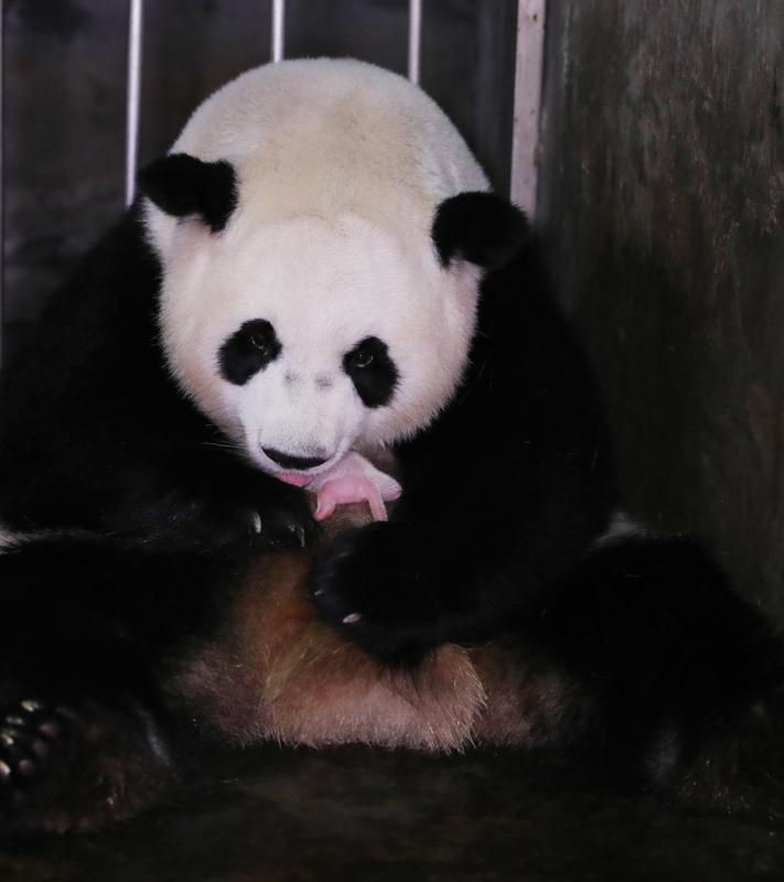 World's heaviest twin panda cubs born in Chengdu ile ilgili gÃ¶rsel sonucu