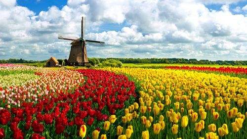Chinese tourists flock to go tiptoeing through Dutch tulips