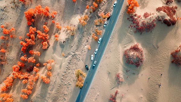 The Tarim Basin in Xinjiang harbors 54 percent of the world's riparian Populus euphratica. (Photo by Que Hure/China Daily)