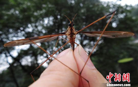 Giant mosquito found in Chengdu