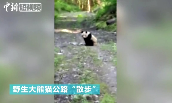 Wild panda caught wandering in former quake site