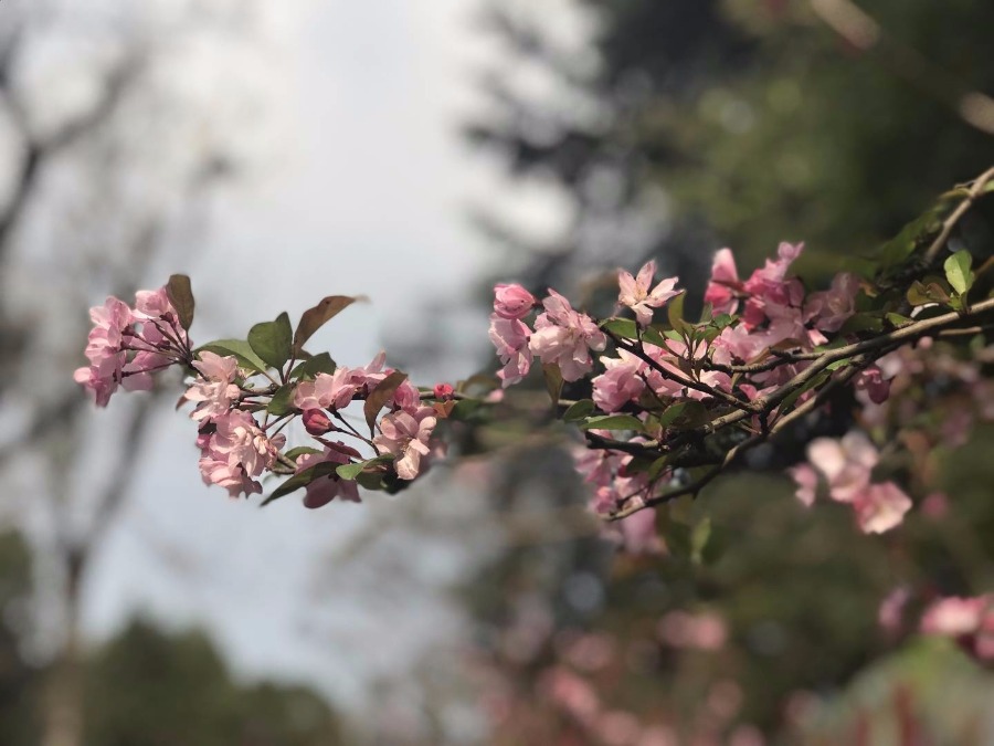 Kunming cherry blossom season arrives