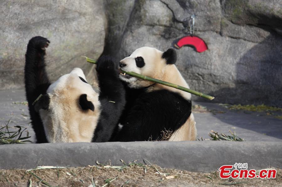 Toronto says goodbye to its beloved giant pandas