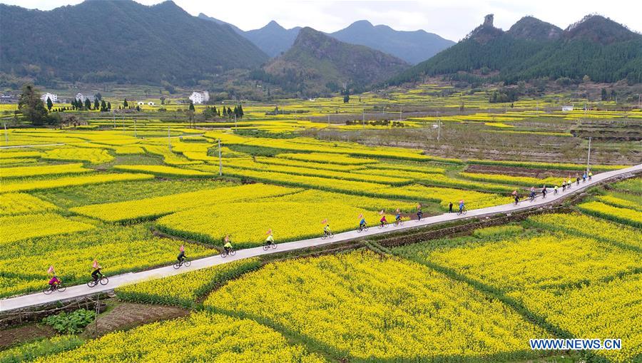 Scenery of cole flowers across China