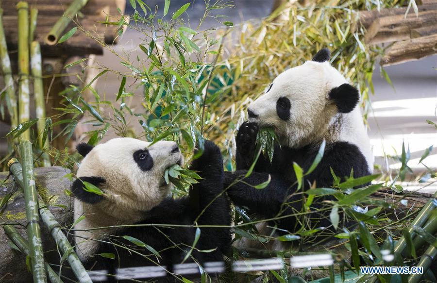 Hangzhou to build giant panda research and breeding center
