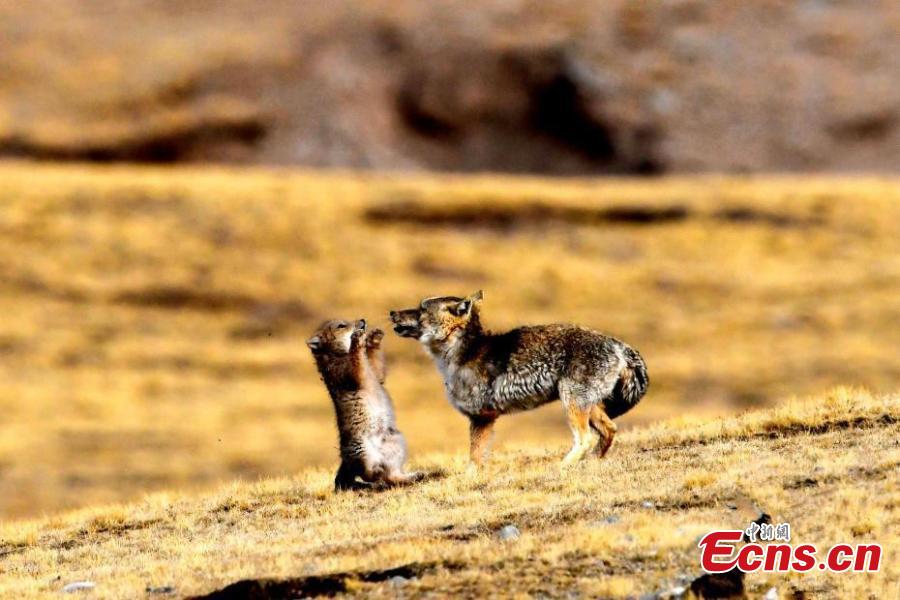 Photo captures cute moment between Tibetan foxes