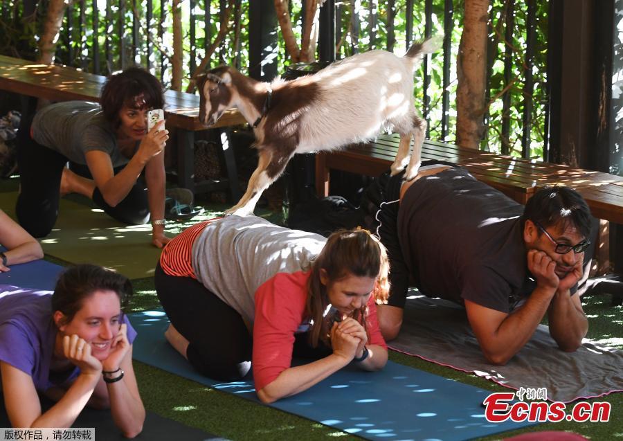 Goat yoga fitness craze sweeps U.S.