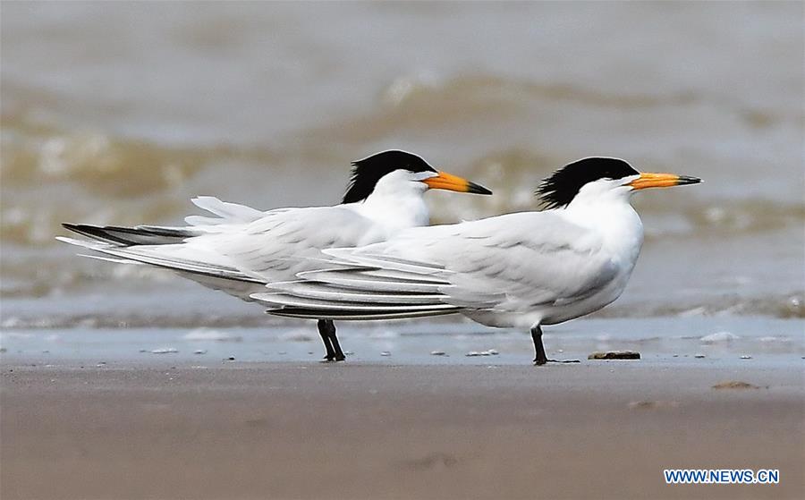 Chinese Lesser Crested Terns seen in Fujian