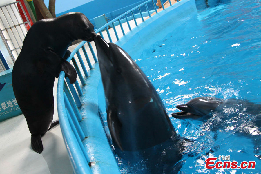 cute marine animals in ocean aquarium of penglai (4/8)