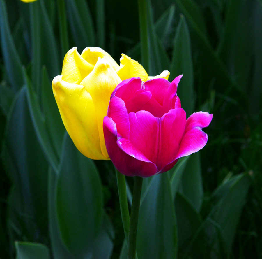 Close-ups of tulips in Zhongshan Park (1/6) - Headlines, features ...