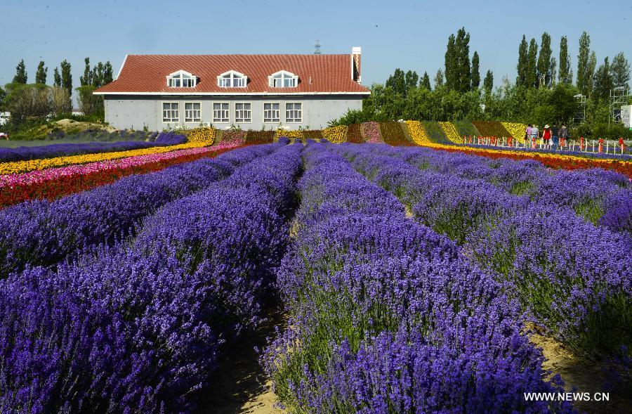 lavenders blossom in valley of ili river (2/4)