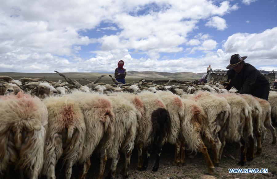 Tibet Ranchers N Tibet enters sheep-milking season in summer (1/10) - Headlines ...