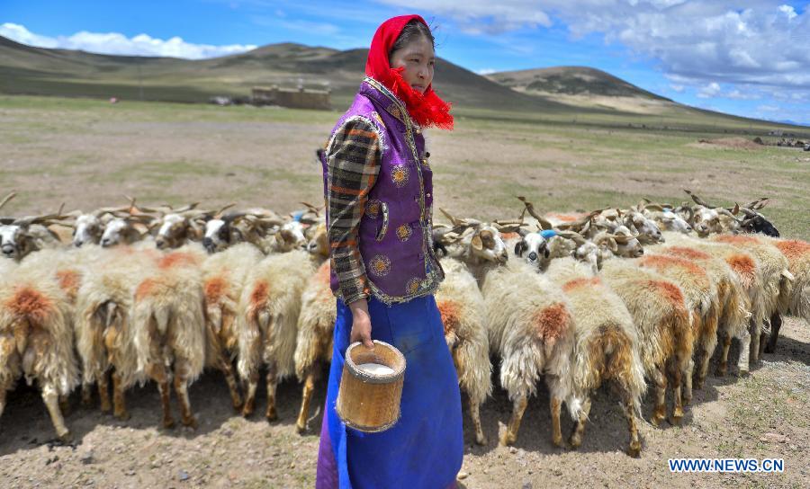 Tibet Ranchers N Tibet enters sheep-milking season in summer (5/10) - Headlines ...